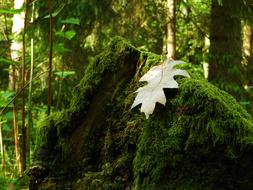 a leaf on the moss in the forest