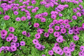 purple flowers are fragrant