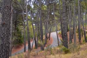 Road Path Forests
