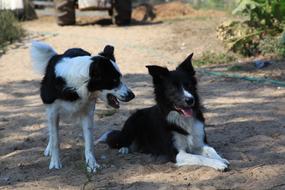 Dog Outside Pet