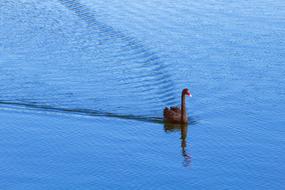 Swan Lake Water