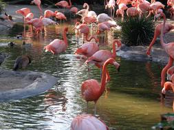 Flamingo Bird Pink