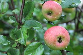 apples in water drops