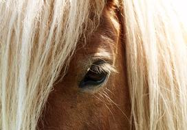 Horse Eye Head