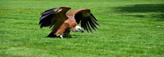 Vulture Bird Scavengers