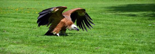 Vulture Bird Scavengers