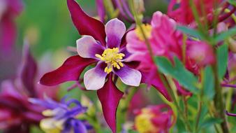 beautiful flower macro shot