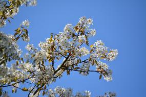 Nature Blossoms Spring
