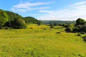 green field with trees