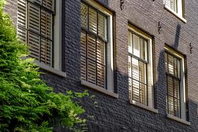 tree and House Facade