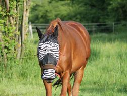 Horse Fly Mask Protection Head