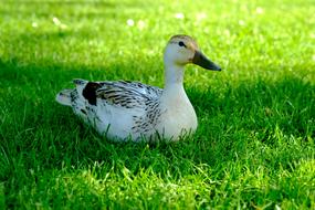 Duck White Animal Water