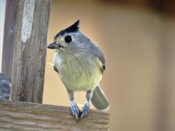 Bird Cute Close Up