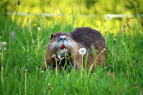 Nutria Rodent Animal Species Of