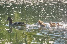 Muter Swarm Sweet Young