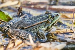 Frog Pond Green