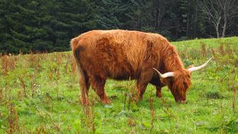 Cow Scotland Animal