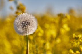 fluffy dandelion on the background of yellow rapeseed