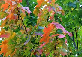 Clone Maple Leaves The Beginning