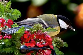 Animal Bird Tit Parus
