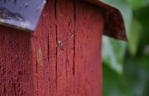 Spider Animal Insect on red fence