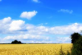summer wheat field in clear weather