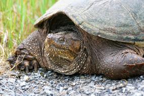 Reptile Snapping Turtle