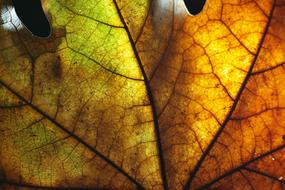 Leaves Macro Beautiful yellow