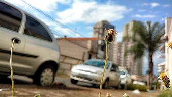 macro view of City cars and Flower