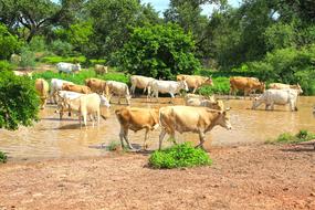 cows walking in the field