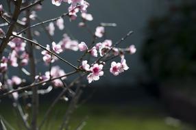 little pink flowers on branches