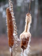 ripe Reed spikes