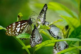 Butterfly Blue Tiger