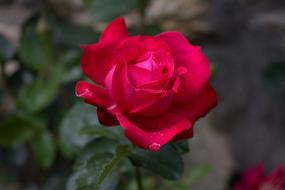 red opening rose