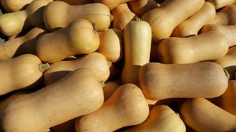 long pumpkin harvest