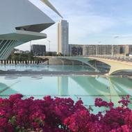 purple flowers among modern architecture in valencia