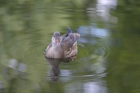 Duck Bird Water