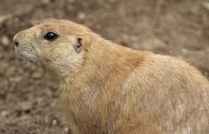 Prairie Dog Animal Zoo