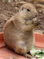 Prairie Dog Animal Zoo