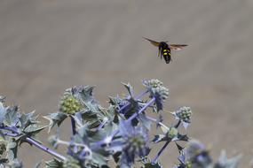 Insect Wasp Type Thistle Flight