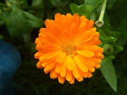 orange beautiful flower bud