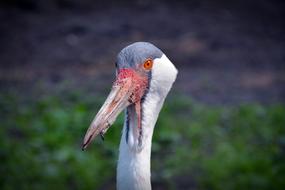 Wattled Crane Bird