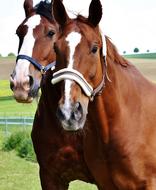 harnessed pair of horses on a farm