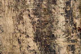 Texture Wood structure
