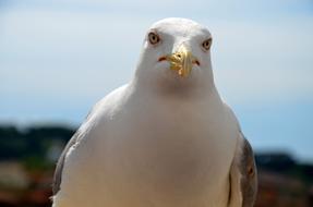 Seagull Bird