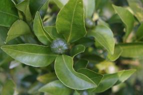 green leaves closeup