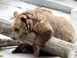 European Brown Bear in The Zoo