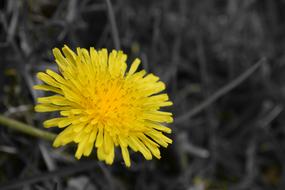 dandelion Flower close up at blur grey background