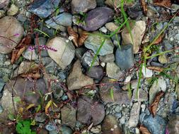 Rocks Stones and greeb Grass