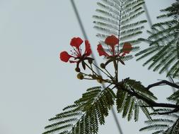 Flower Phoenix